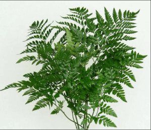 Screen Shot 2015-06-12 at 10.05.14 PM