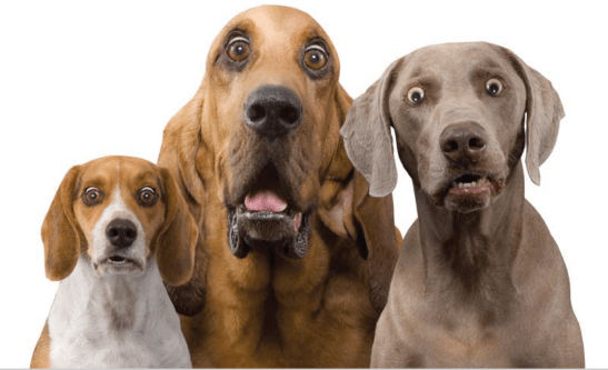 Screen Shot 2016-08-11 at 12.53.58 AM.png